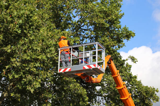 How Our Tree Care Process Works  in Indian Hills, NM